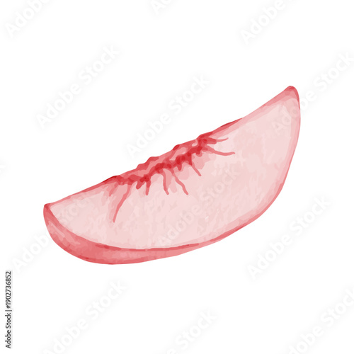 Colorful summer fruit: ripe peach, nectarine. Vector graphics.