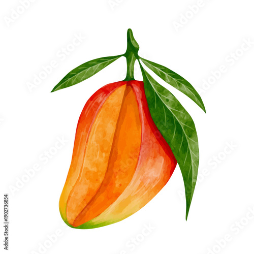 Juicy, ripe tropical mango fruits. Vector graphics.