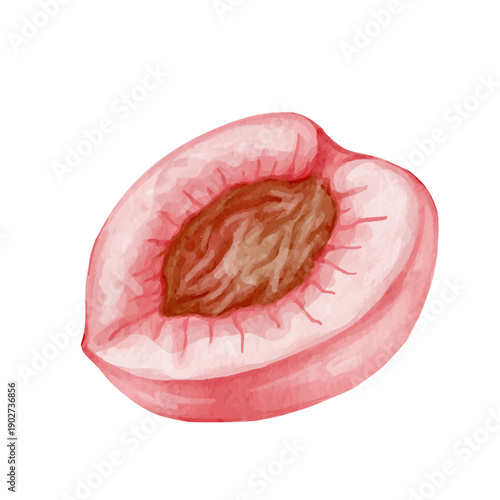 Colorful summer fruit: ripe peach, nectarine. Vector graphics.