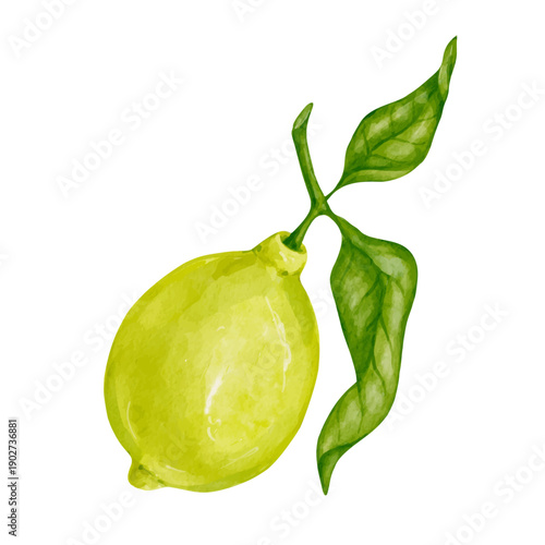 Colorful citrus fruit of a ripe lemon. Vector graphics.