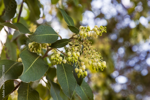 Grecian Strawberry Tree.  Arbutus seeds, originating from the fruit of the strawberry tree. The plant belongs to the Ericaceae family and is native to Mediterranean and temperate regions.