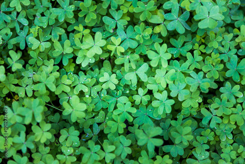 Oxalis pes-caprae is a species of tristylous yellow-flowering plant in the wood sorrel family Oxalidaceae.  Background