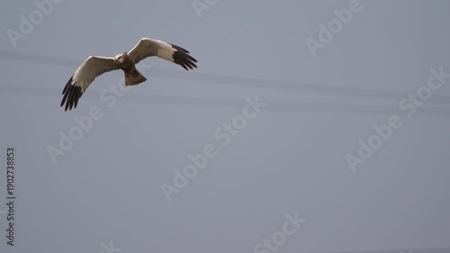 Wallpaper Mural Close-up of a flying maile western marsh harrier (Circus aeruginosus)- slow motion Torontodigital.ca