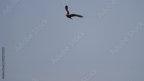 Wallpaper Mural A western marsh harrier (Circus aeruginosus) flying through the sky - slow motion Torontodigital.ca