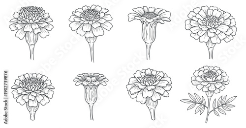 A collection of marigold flower illustrations in detailed black and white outline vector style, suitable for floral designs and decoration