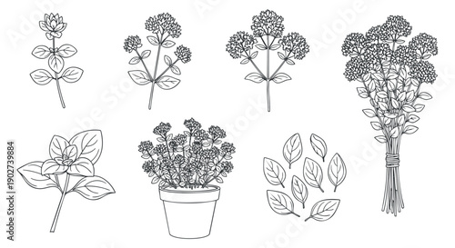 A collection of hand-drawn flowers, leaves, and potted plants in black and white outline vector style, suitable for botanical designs and floral patterns
