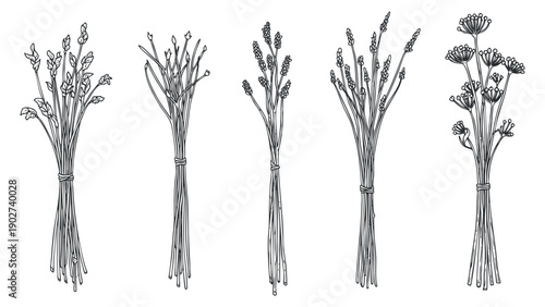 A collection of five herbal bundles in detailed line art style, perfect for botanical designs and natural themes