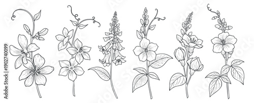 A collection of elegant floral line art illustrations featuring various flowers and plants in a detailed outline style, suitable for botanical design projects