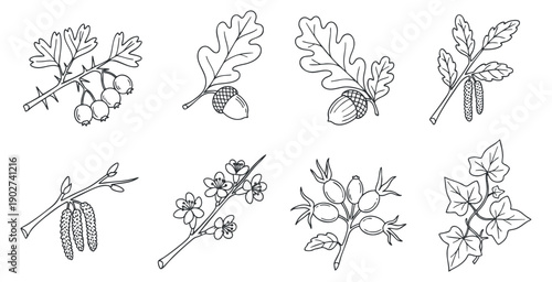 A collection of botanical illustrations featuring various leaves, acorns, and flowers in black and white outline style, suitable for nature-themed designs