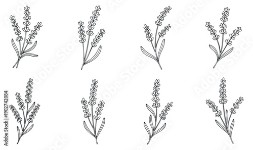 A collection of lavender flower sprigs in outline vector style, perfect for botanical illustrations and floral designs