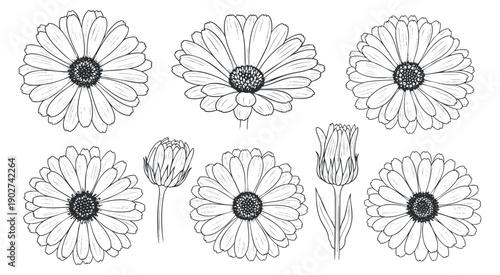 A collection of hand-drawn flower illustrations including daisies and tulips in black and white outline style, ideal for floral designs and decorative projects