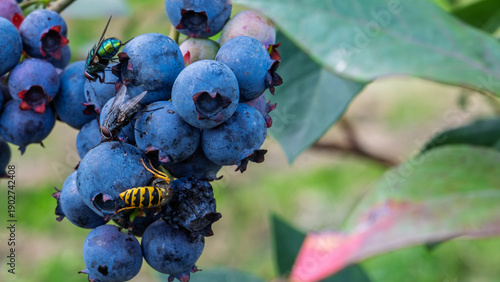 Insects feeding on ripe blueberries
