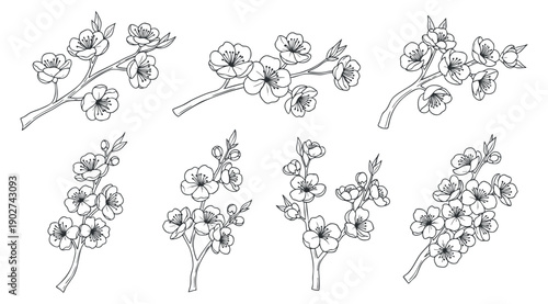 A collection of delicate cherry blossom branches in black and white outline vector style, perfect for floral design projects