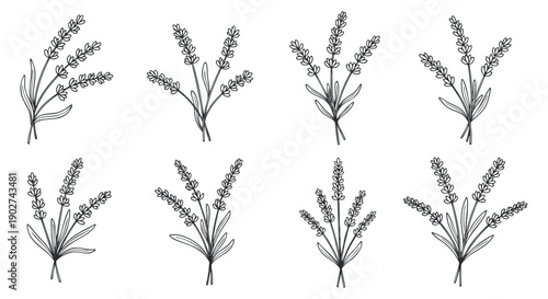 A collection of hand-drawn lavender flowers in black and white outline style, perfect for botanical illustrations and floral designs