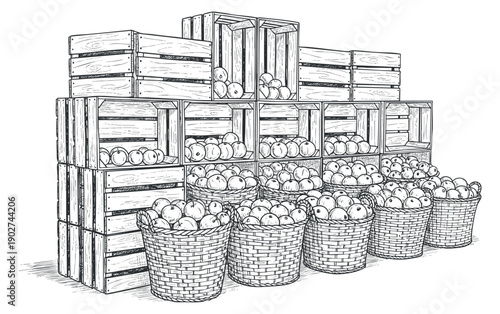 A collection of wooden crates and baskets filled with apples in a detailed hand-drawn black and white vector style, perfect for agricultural designs and food-related projects