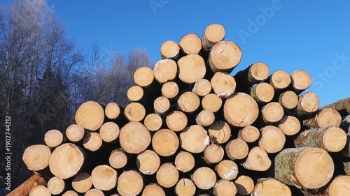 Large stacks of freshly cut logs rest in a snowy winter landscape beside an evergreen tree, under a clear blue sky in a rural forestry area.