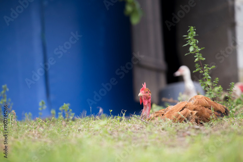 Detalhe de galinha isolada em fundo rural desfocado.