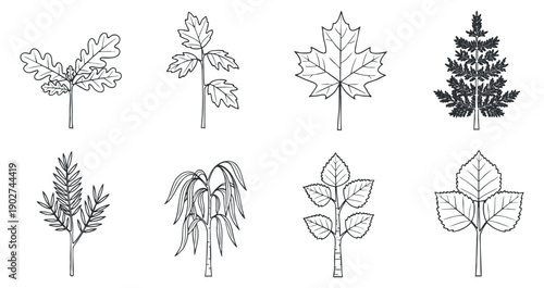A collection of various leaf illustrations in black and white outline style, ideal for botanical design projects