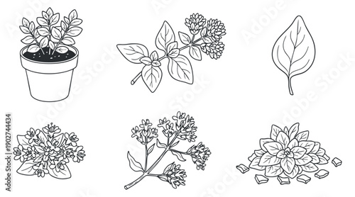 A collection of botanical illustrations featuring various herbs and leaves in black and white outline style, ideal for gardening and herbal designs
