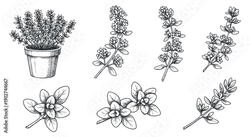 A collection of herbal plants including lavender, thyme, and oregano in black and white line art style, perfect for botanical designs and home decor