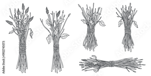 A collection of hand-drawn herb bunches in outline vector style, suitable for gardening and culinary design projects