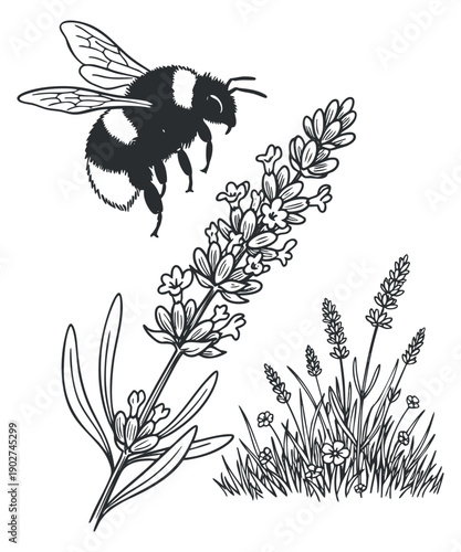 A bee hovering over lavender flowers in black and white vector style, perfect for nature-themed designs and eco-friendly projects