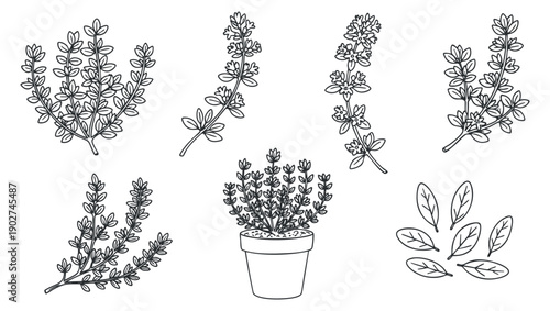 A collection of hand-drawn herb illustrations including thyme, oregano, and various leaves in black outline vector style, perfect for eco-friendly design projects