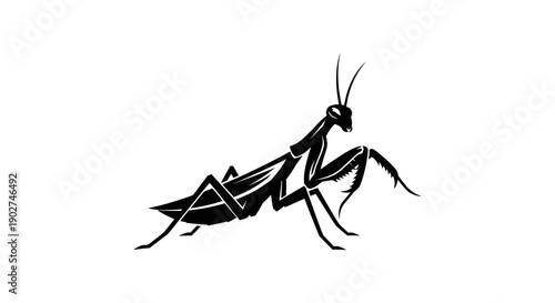 Black praying mantis silhouette on white