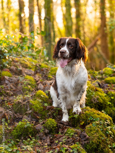 Obraz na płótnie English cocker spaniel in the woods