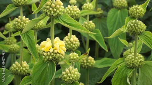 Wallpaper Mural Close-up view of Turkish sage (Phlomis russeliana) showing layered green flower heads at the start of blooming. Yellow petals emerge among lush veined leaves, creating a vibrant botanical scene.  Torontodigital.ca