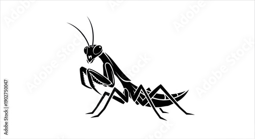 Black praying mantis insect illustration