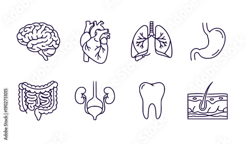Human Organs and Body Parts Vector Illustration Set, Flat Design