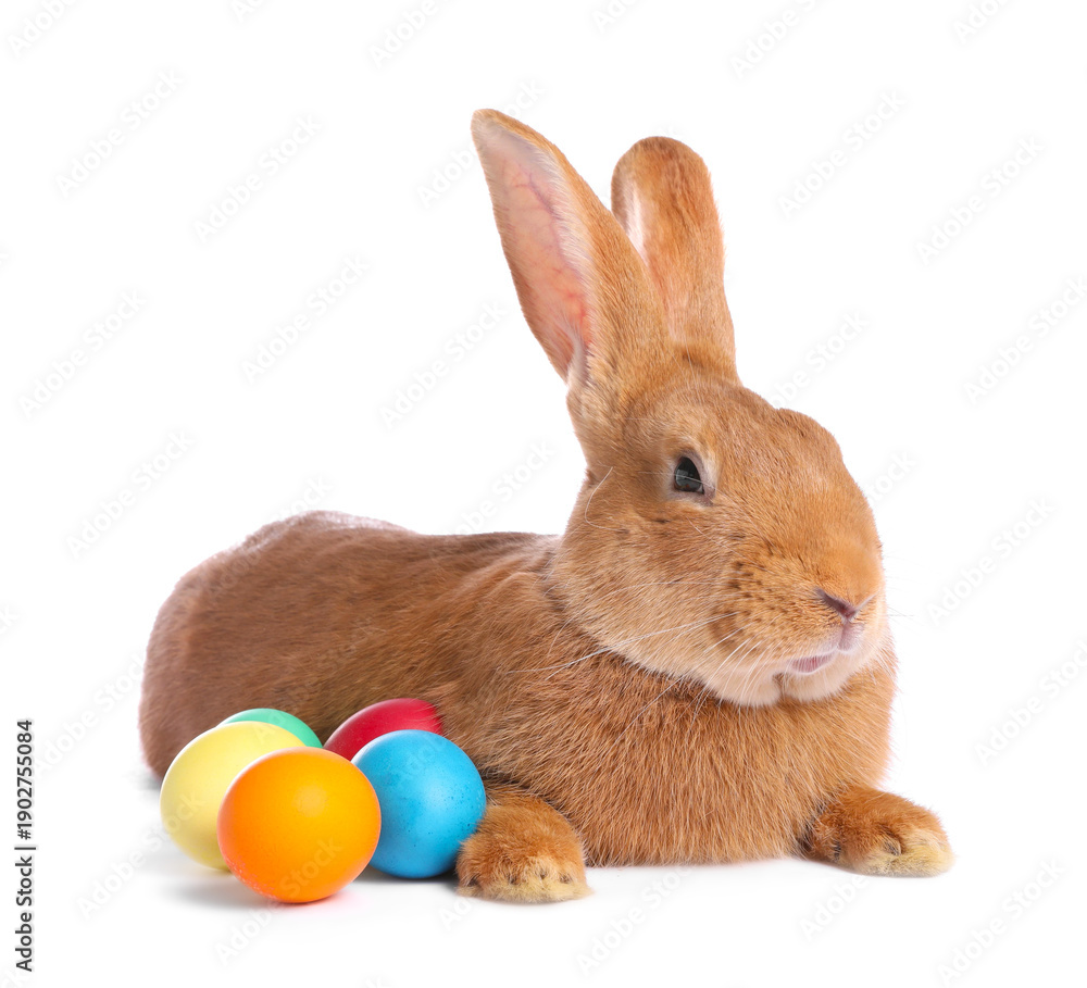 Fototapeta premium Cute fluffy Easter bunny and painted eggs isolated on white