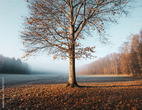 autumn in the park