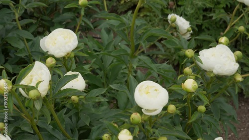 Wallpaper Mural Close-up view of white garden peonies in bloom with rounded buds and rich green foliage. Layered petals create a soft, elegant spring or early-summer garden scene filled with gentle natural beauty.  Torontodigital.ca