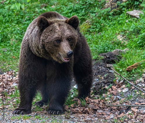 Wallpaper Mural Ours brun en liberté sur la Transfagarasan, Transylvanie, Roumanie Torontodigital.ca