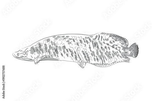 Hand drawn tropical freshwater fish line art illustration