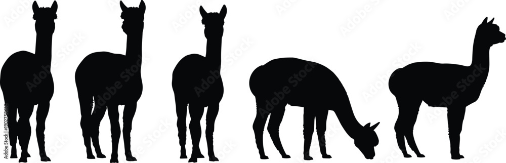 Fototapeta premium Black silhouettes of llamas in various poses white background animals 1