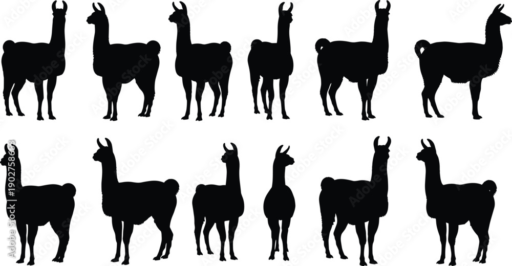 Fototapeta premium Black silhouettes of llamas in various poses white background animals