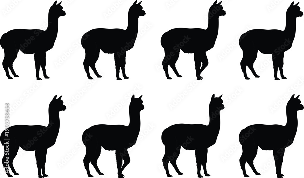 Fototapeta premium Black silhouettes of llamas in various poses white background animals 2