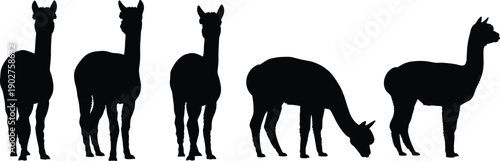Black silhouettes of llamas in various poses white background animals 1