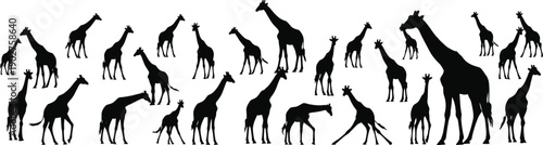 Canvas Print Black silhouettes of giraffes on white background animals