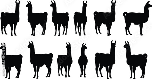 Black silhouettes of llamas in various poses white background animals