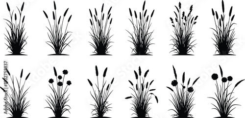 Black silhouettes of various cattails and wildflowers on white background plants
