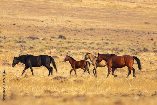 4 mustangs including a foal trotting in the Smoke Creek Desert in Lassen County California, USA.