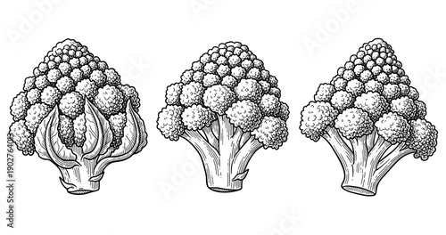 Black and white illustrations of cauliflower and broccoli variants in detailed line art
