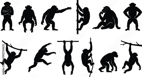 Monkey silhouette collection featuring majestic chimpanzees in various climbing jumping and sitting poses isolated on white background for wildlife nature and zoo design