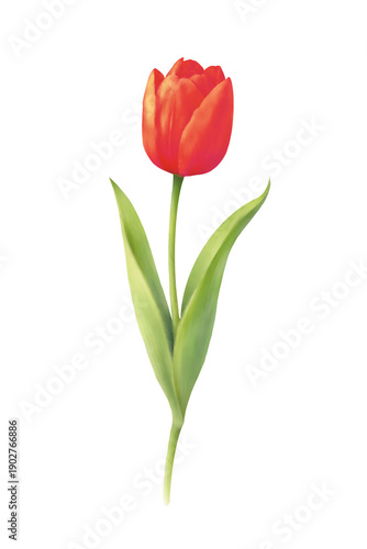Red Tulip Flower Isolated on Transparent Background
