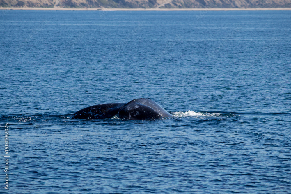 Fototapeta premium humpback whale tail