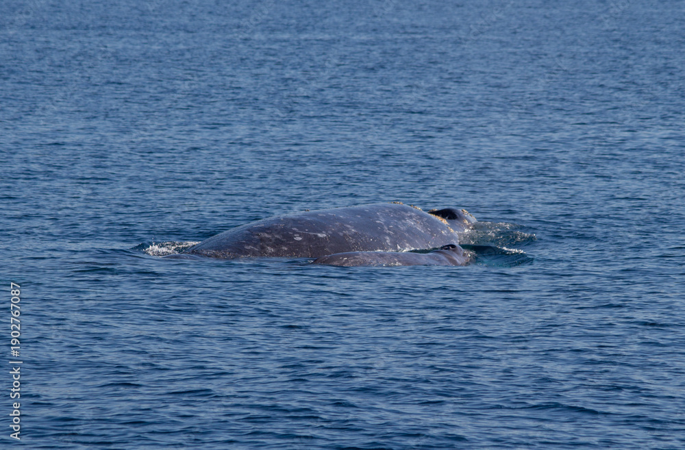 Fototapeta premium humpback whale tail
